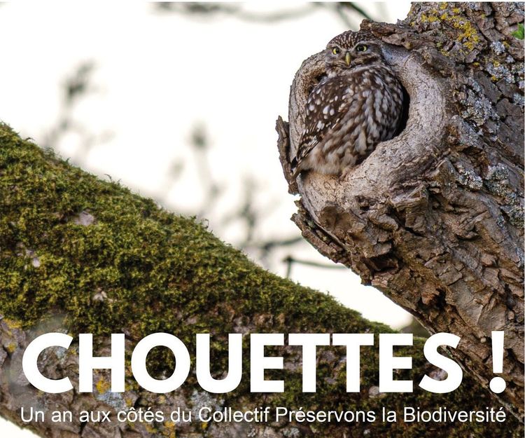 Film CHOUETTE disponible maintenant